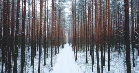 Frozen snowy spruce forest. North Winter landscape. top view. Beautiful nature Stock Footage 101982343