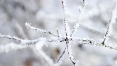 Frozen snowy tree branch close up Stock Footage 263336607