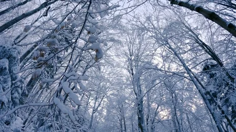 Frozen snowy trees in winter forest in cold nature landscape look up Stock Footage 258485488