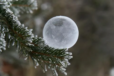 Frozen soap bubble on the Christmas tree. Stock Photos