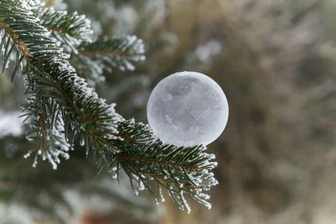 Frozen soap bubble on the Christmas tree. Stock Photos