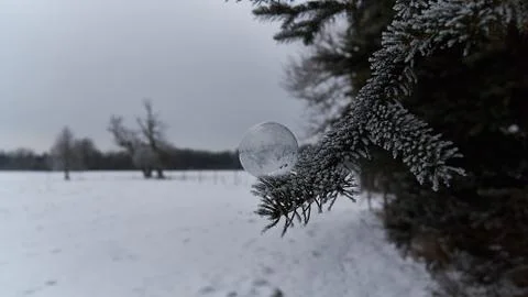 Frozen soap bubble on the Christmas tree. Stock Photos