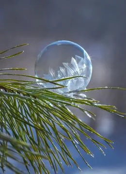 Frozen soap bubble on a Pine branch closeup Stockfoto's