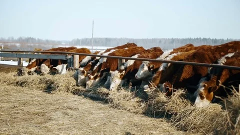 Frozen сows are grazing in winter Stock Footage 73570220
