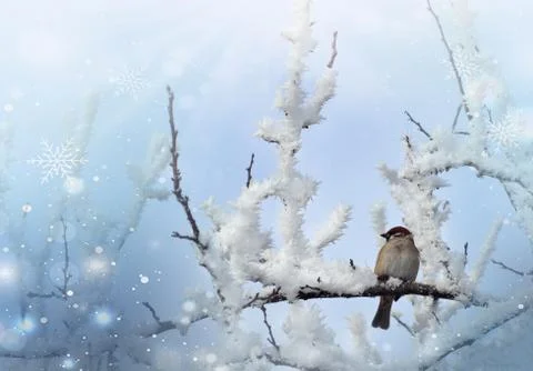 Frozen sparrow on tree in cold winter Stock Photos