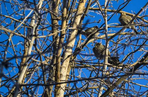 Frozen sparrows sit on bare tree branches. Stock Photos