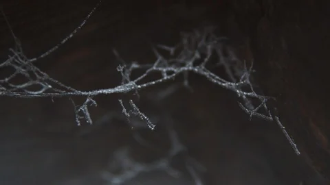 Frozen spider net 库存影片 98586385