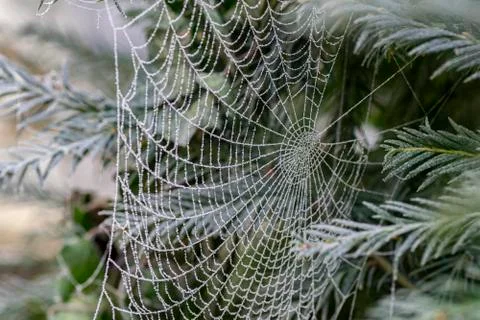 A frozen spider web between pine branches and needles Stock Photos