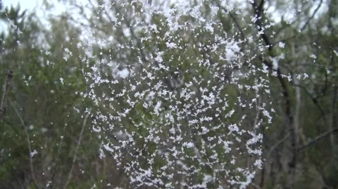 Frozen spider web blowing in the winter wind Stock Footage 44069299