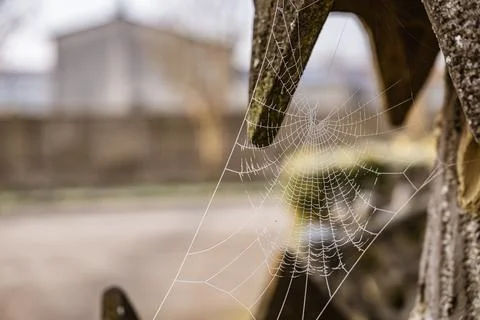 Frozen spider web catching cold winter light outdoors Stock Photos