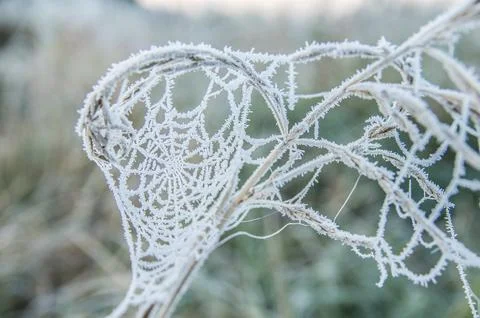 Frozen Spider Web Covered with White Hoarfrost Macro. Stock Photos