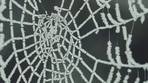 Frozen spiderweb Stock Footage 83781201