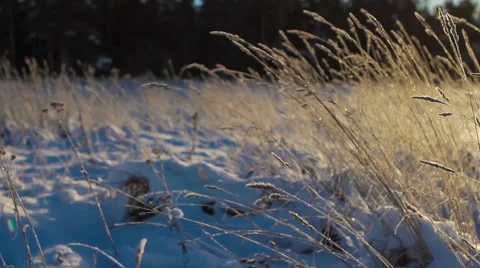 Frozen Spikes in the Sun Stock Footage 61357325