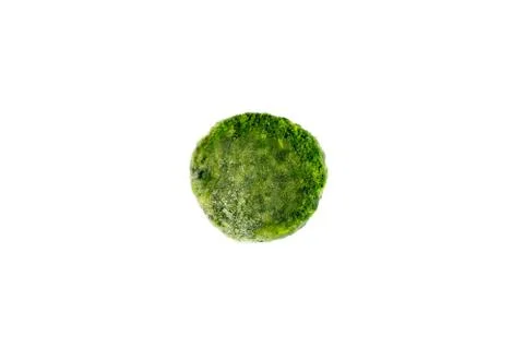 Frozen spinach on white background. 스톡 사진