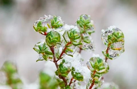 Frozen sprigs of thyme Stock Photos