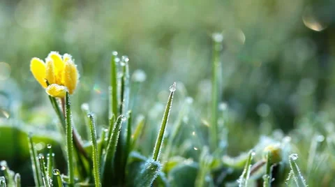 Frozen spring flower Video stock 3376509