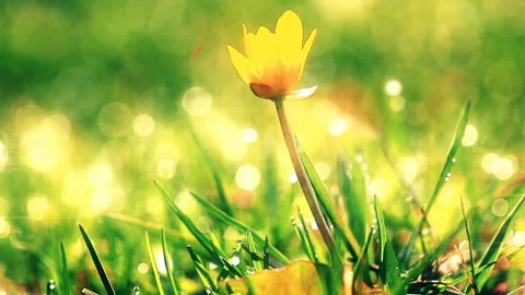 Frozen spring flower Video stock 105336415