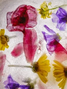 Frozen spring flowers in ice experimental concept Photos