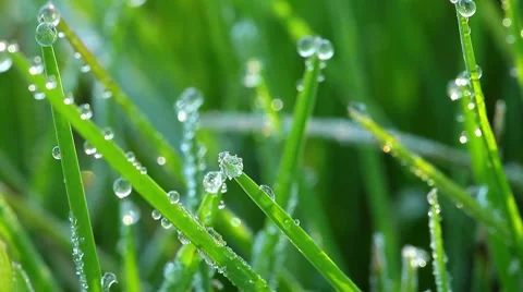 Frozen spring grass Stock-Footage 8647026