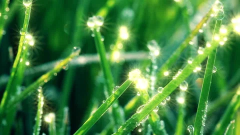 Frozen spring grass Stock Footage 105298609