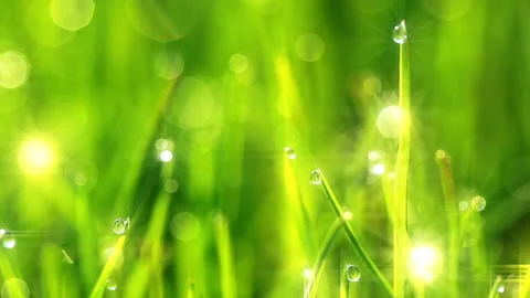 Frozen spring grass Stock Footage 105336368