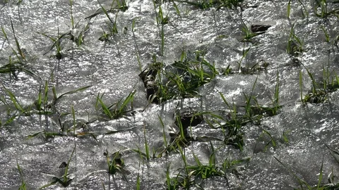 Frozen in spring ice wheat sprouts after wintering in wind Stock Footage 103469844