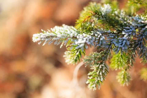 Frozen spruce branch Stock Photos