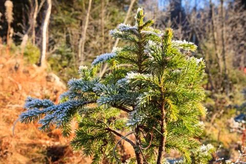 Frozen spruce branch Stock Photos