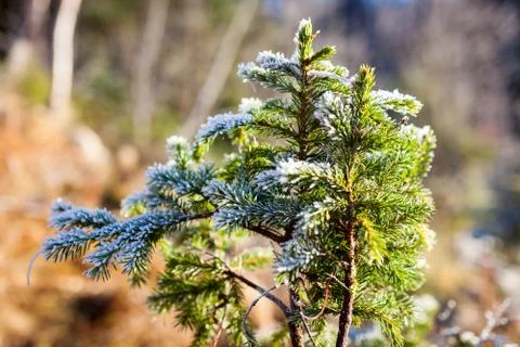 Frozen spruce branch Stock Photos