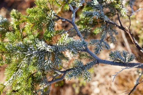 Frozen spruce branch Stock Photos