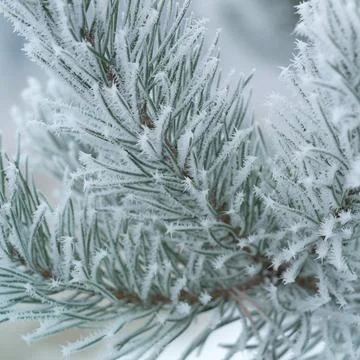 Frozen spruce in the winter forest. Ice crystals on a tree. Winter landscape. Stock Photos