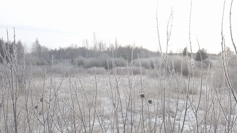 Frozen stems of trees Stock Footage 120341200