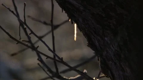 Frozen stillness-small icicle on tree branch in winter fog Stock Footage 319748547