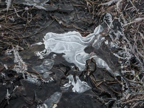 Frozen stone and grass at the beach shore Stock Photos