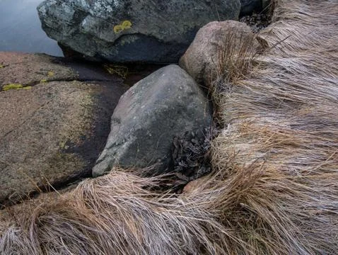 Frozen stone and grass at the beach shore Stock Photos