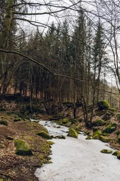Frozen stream in a deep forest. Big old trees grow around Stock Photos