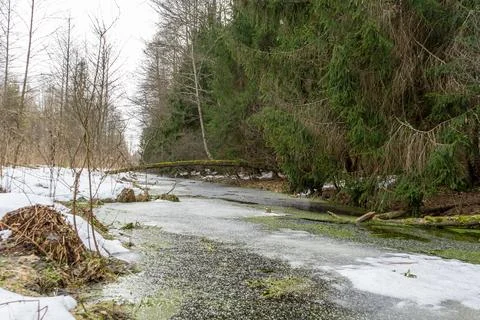 Frozen stream in spruce forest. Stock Photos