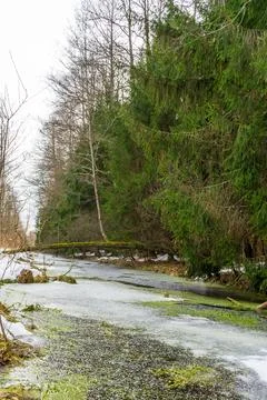 Frozen stream in spruce forest. Stock Photos