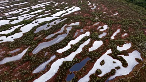 Frozen swamp in artistic pattern, from above, with brown and green leafy Video stock 270273809