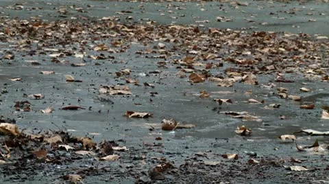 Frozen swamp Stock Footage 10678403