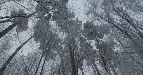 Frozen Tall Trees Stock Footage 123173081