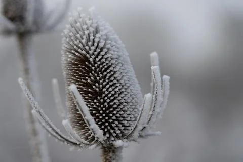 Frozen teasel Stock Photos