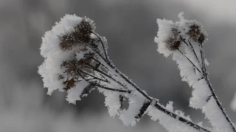 Frozen thistle close up. Stock Footage 72091513