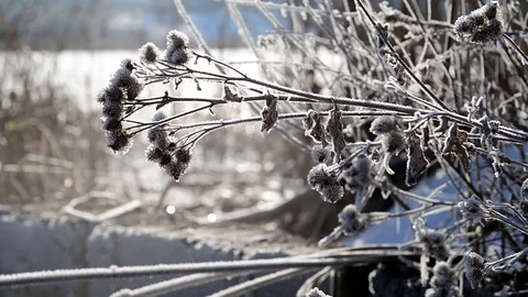 Frozen thistle close up slider shot Stock Footage 99084627