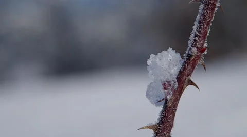 Frozen thorn Stock Footage 46623318