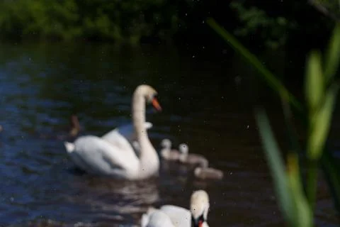 Frozen tiny drops Stock Photos