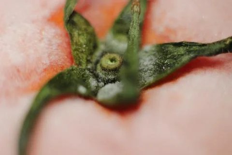 Frozen tomato close-up. Stock Photos