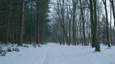 Frozen Trail Bordered By Trees. Pale Winter Sky Over Compacted Forest Trail With Stock Footage 328049460