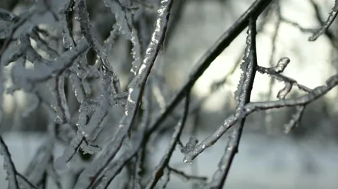 Frozen transparent Icy branches in the forest 動画素材 44054371