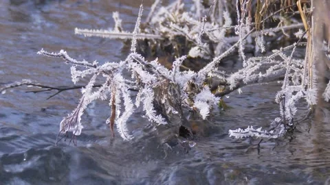 Frozen tree above the water Stock Footage 280947291